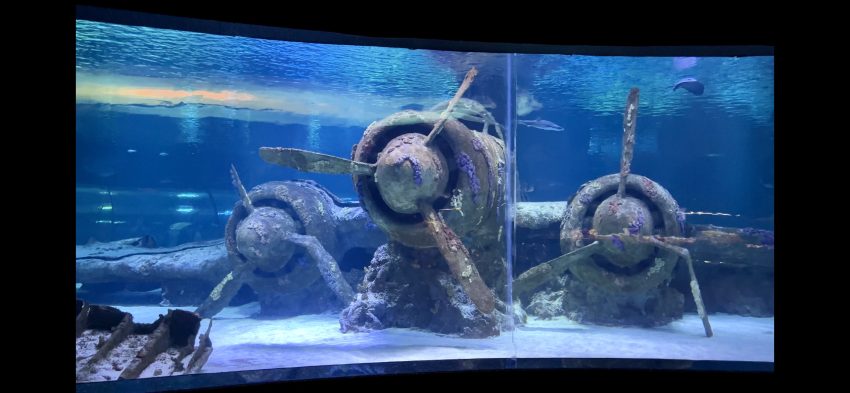 Diving into the Antalya Aquarium. Part 3.